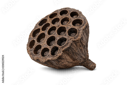 Natural Dried Lotus Seed Pod Isolated on Transparent Background Botanical PNG Asset