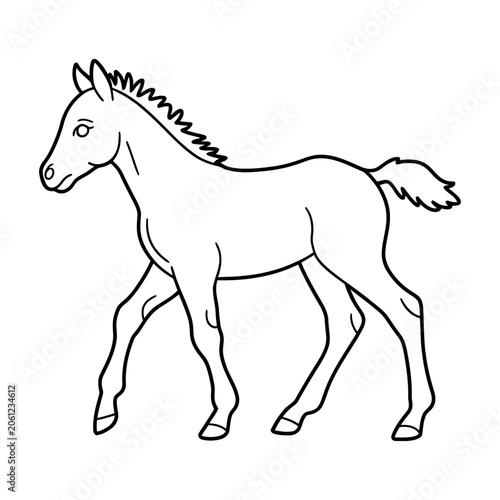 Cute little foal walking side view vector for children coloring book design