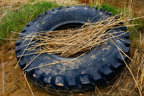 Old rubber tire discarded among dry reeds in a wetland