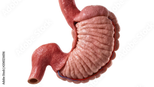 Foto Human stomach anatomy internal view, detailed texture