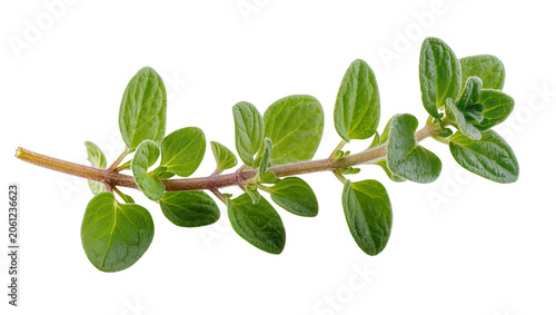 Photography Fresh green oregano herb sprig with small oval leaves