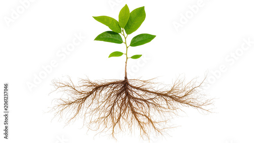 Bild auf Leinwand Green plant with extensive root system and leaves