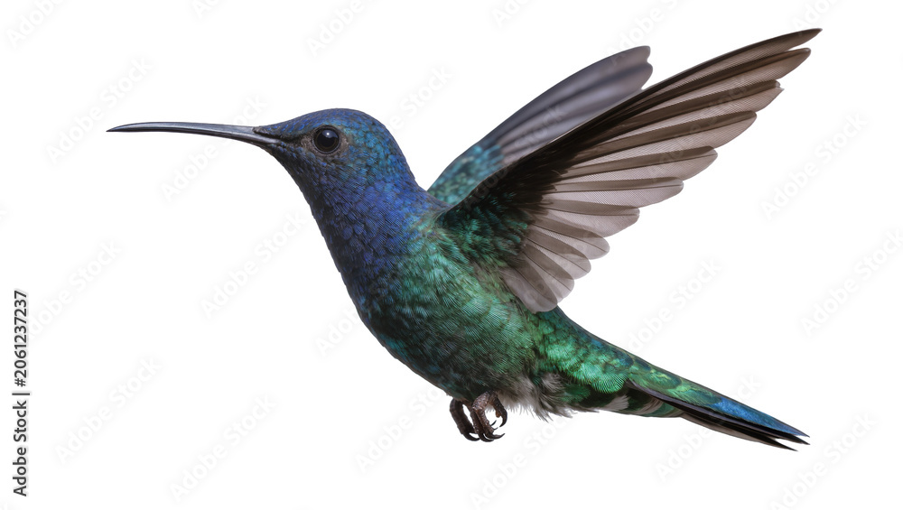 Obraz premium Blue and green hummingbird in flight with wings spread
