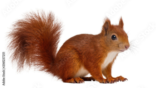 Photos Red squirrel with bushy tail and white chest fur