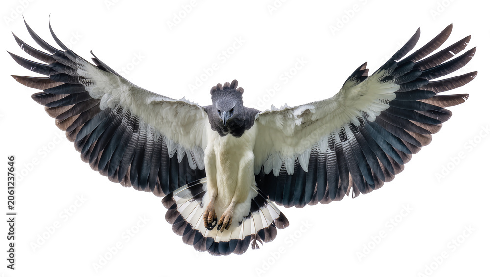 Fototapeta premium Harpy Eagle with wings spread wide, front view