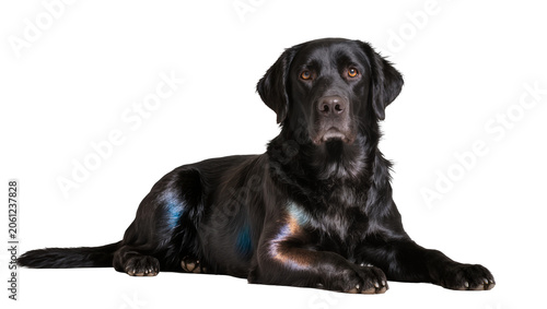 Bild auf Leinwand Black Labrador Retriever dog lying down