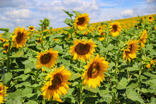 Vasto campo di girasoli in piena fioritura sotto un cielo estivo azzurro con nuvole bianche