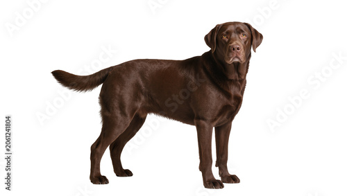 Foto Chocolate Labrador Retriever dog standing profile view