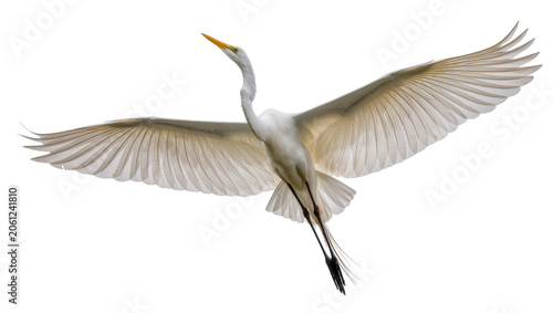 Foto Great Egret bird with wings spread flying