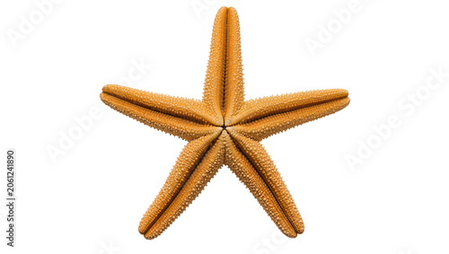 Fotografie Orange starfish with five arms and textured surface