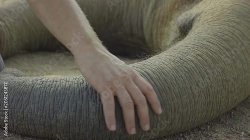 Close-up of a human hand gently touching the textured skin of an elephant's trunk in a natural outdoor setting, showcasing the connection between human and animal