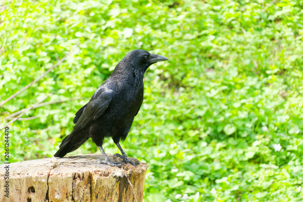 Fototapeta premium crow on a tree stump