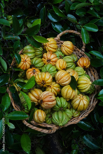 Brindleberry or fish tamarind in basket