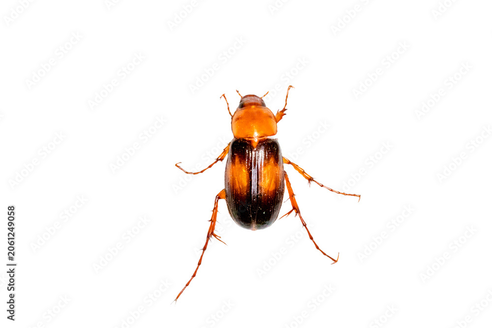 Fototapeta premium Orange and black scarab beetle isolated on transparent background PNG cutout