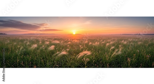 Panoramic sunset, green grass, golden hour, serene landscape, natural scenery