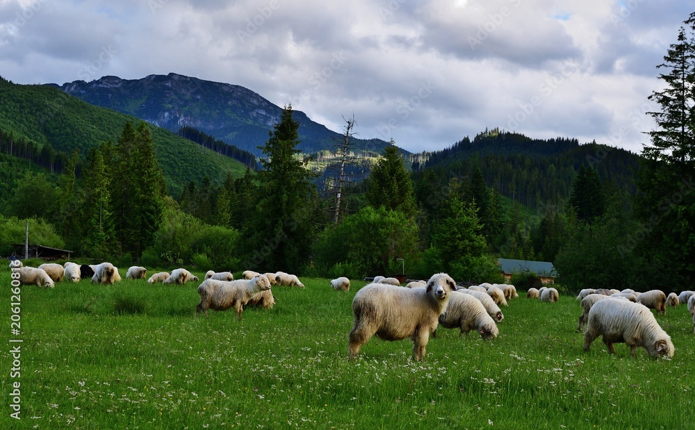 Fototapeta premium Schafherde Nähe Zakopane, Polen in den Bergen