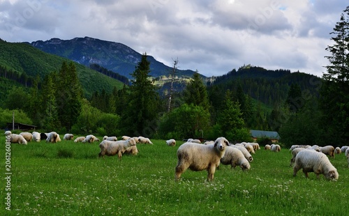 Schafherde Nähe Zakopane, Polen in den Bergen
