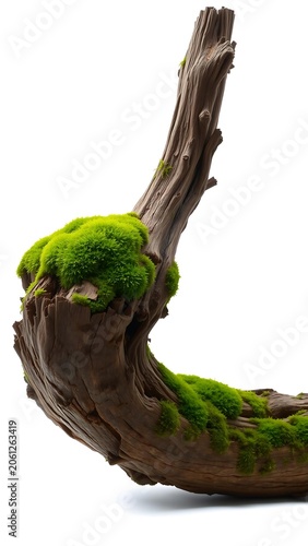Green Moss Rotten Tree Trunk White, Side View