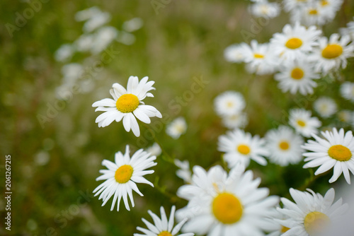 Photography This is an oxeye daisy (Leucanthemum vulgare), a common perennial wildflower found in grasslands and meadows