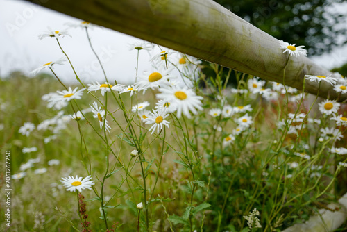 This is an oxeye daisy (Leucanthemum vulgare), a common perennial wildflower found in grasslands and meadows.
It is characterised by a central yellow disc surrounded by white ray florets