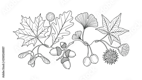 Fotografie 秋の植物の葉と実の線画イラストセット、カエデ、オーク、イチョウ、モミジバフウの自然な手描きベクター素材、季節の移ろいや自然の美しさを表現するデザインに最適