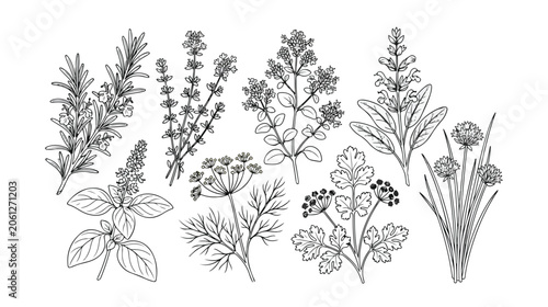 Fotografie Aromatic culinary herbs vector collection, hand-drawn botanical illustrations of fresh cooking ingredients