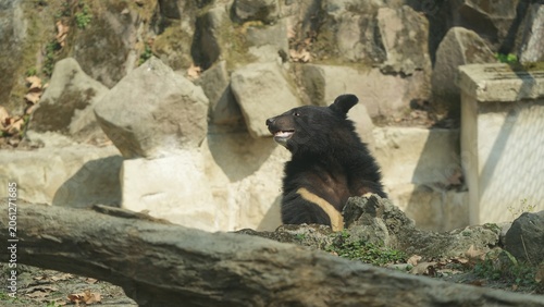 Asiatic Black Bear Sitting in Its Natural habitat, black bear in the zoo 