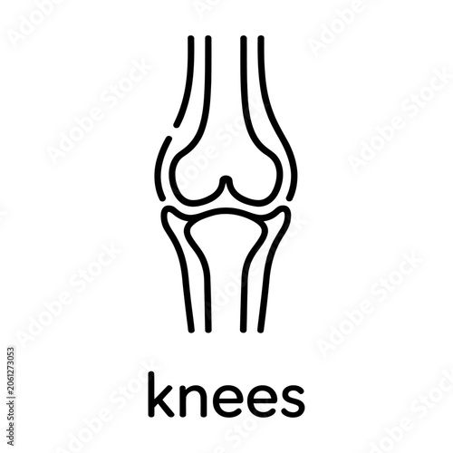 Anatomical human knee joint vector icon for medical education and orthopedic health