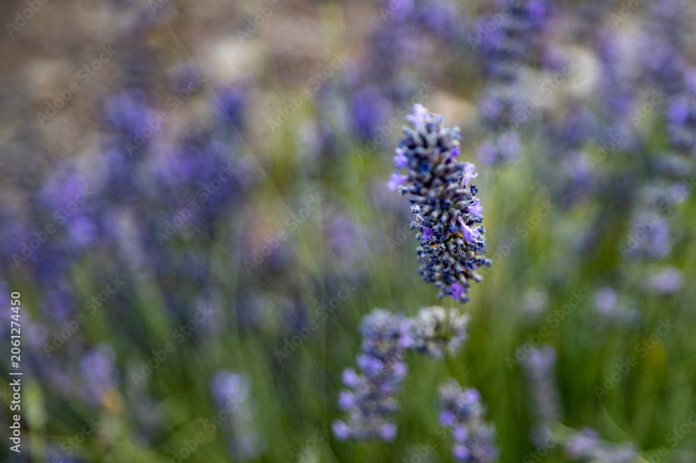 Obraz premium Lavender flower stem blooming close up on blurry purple field background. Beautiful violet aromatic plant in soft evening light, macro botanical details, Mediterranean, Turkey.