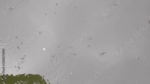 Several water strider insects skating on water