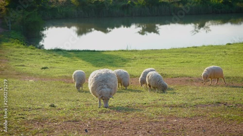 white sheep looking at camera. Animal portrait detail. in the nature background. Young lamb in an organic farm Thailand