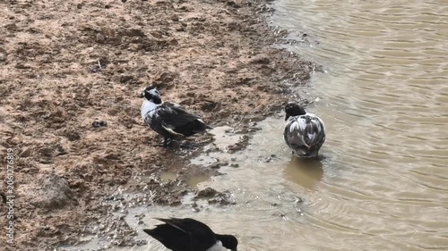 Three ducks in muddy water
