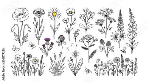 Wildflower vector collection, hand-drawn botanical illustrations, delicate floral elements, meadow flowers and herbs for natural designs, 25 isolated line art plants