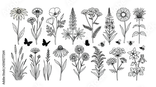 Wildflower botanical vector set, hand-drawn meadow flowers and herbs, black and white floral illustrations, nature-inspired design elements for spring and summer projects