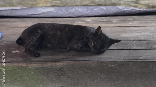 A dark cat rests peacefully on wooden planks