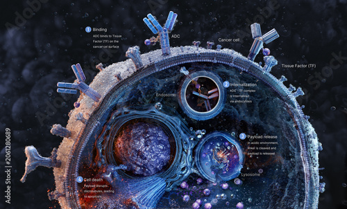 Foto Antibody drug conjugate (ADC) targeting tissue factor on cancer cells