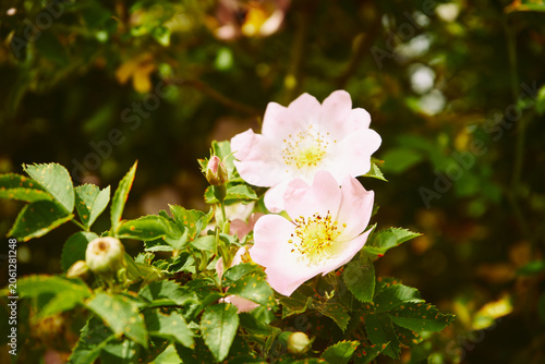 Róża dzika, Rosa canina L., psia róża, szypszyna
