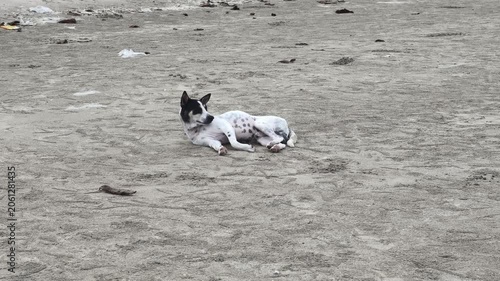 A dog rests on sandy terrain