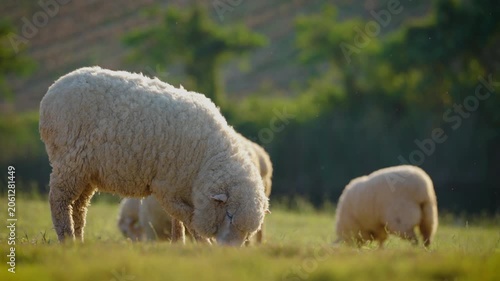 white sheep looking at camera. Animal portrait detail. in the nature background. Young lamb in an organic farm Thailand