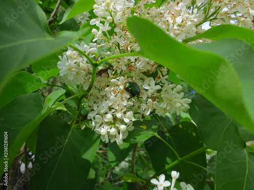 Green rose chafer beetles on white lilac flowers. Close-up of shiny insects on blooming syringa with lush green leaves in bright sunlight. Natural biodiversity in a summer garden.