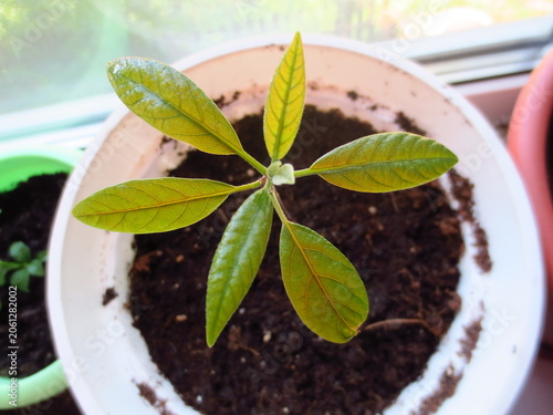 Young avocado sprout growing in a white pot with dark soil. Healthy green leaves of a seedling on a windowsill. Concept of indoor gardening, plant growth, and home agriculture.