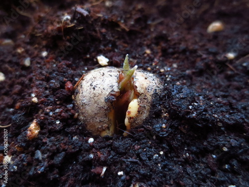 Macro shot of an avocado seed sprouting in dark soil. A tiny green bud emerging from a cracked pit. Concept of new life, growth, beginning, and organic gardening.