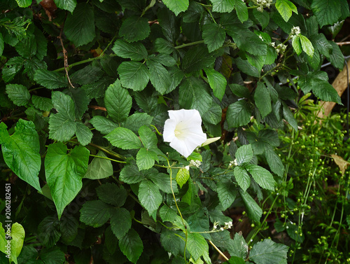 green garden cottage englsih village uk