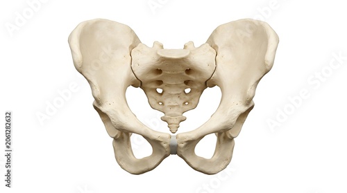 Anatomically accurate human pelvis and sacrum bone structure isolated on a pure white background.