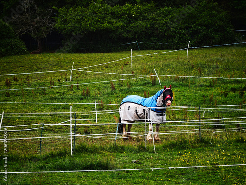 horse in jacket in field