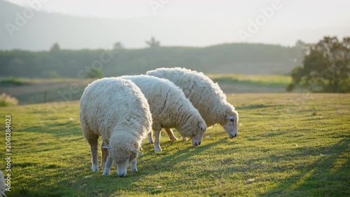white sheep looking at camera. Animal portrait detail. in the nature background. Young lamb in an organic farm Thailand