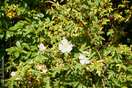 Róża dzika, Rosa canina L., psia róża, szypszyna