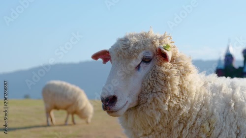 white sheep looking at camera. Animal portrait detail. in the nature background. Young lamb in an organic farm Thailand