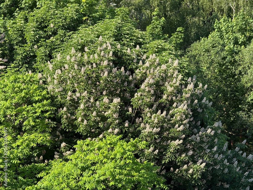 Obraz premium Chestnut tree with lush green foliage and blooming white flowers under sunlight background
