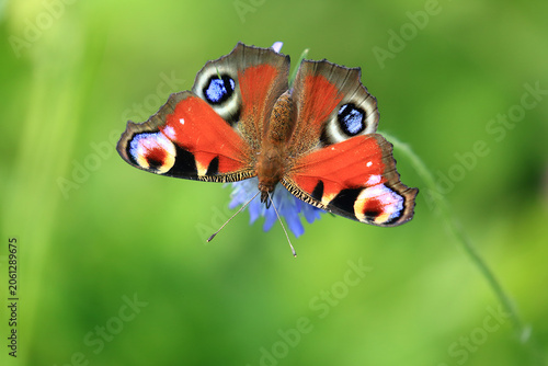 European peacock, Aglais io, beautiful colorful butterfly on the plant